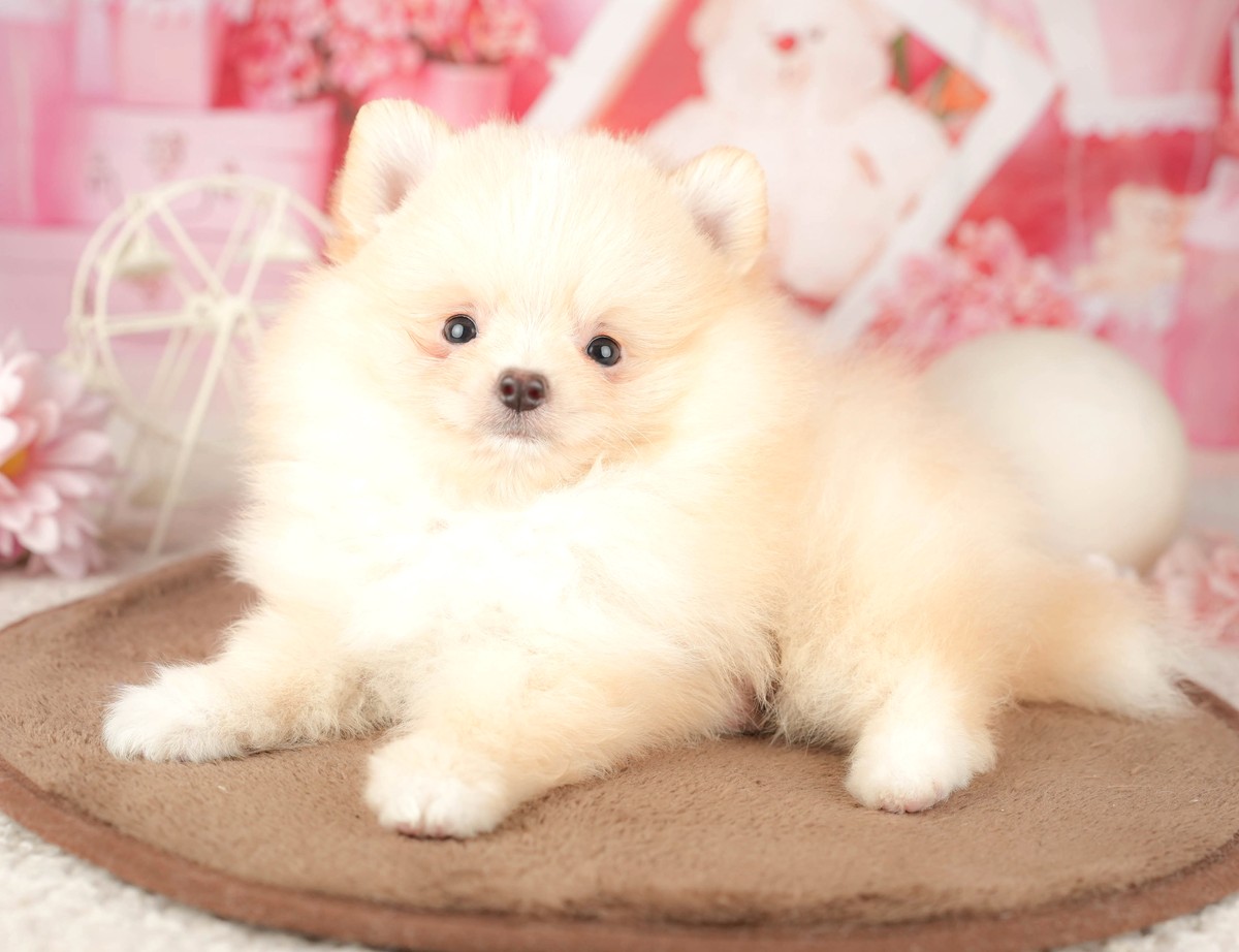 体じゅうがふわふわの厚い毛におおわれた、クリームのポメラニアンの子犬の写真
