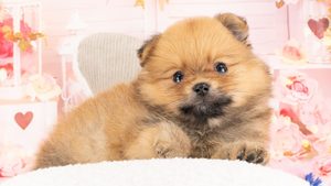 【2026】寒さに強い犬と弱い犬｜小型犬は毛と体の大きさで選ぶ