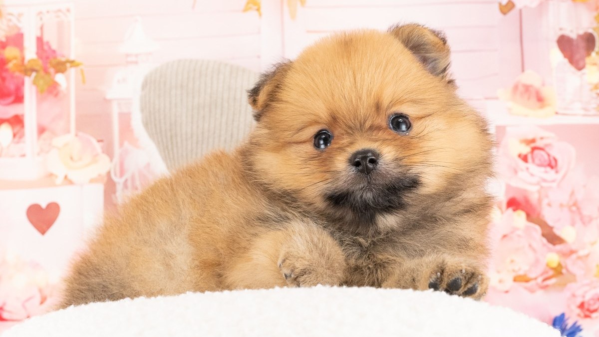 【2026】寒さに強い犬と弱い犬｜小型犬は毛と体の大きさで選ぶ