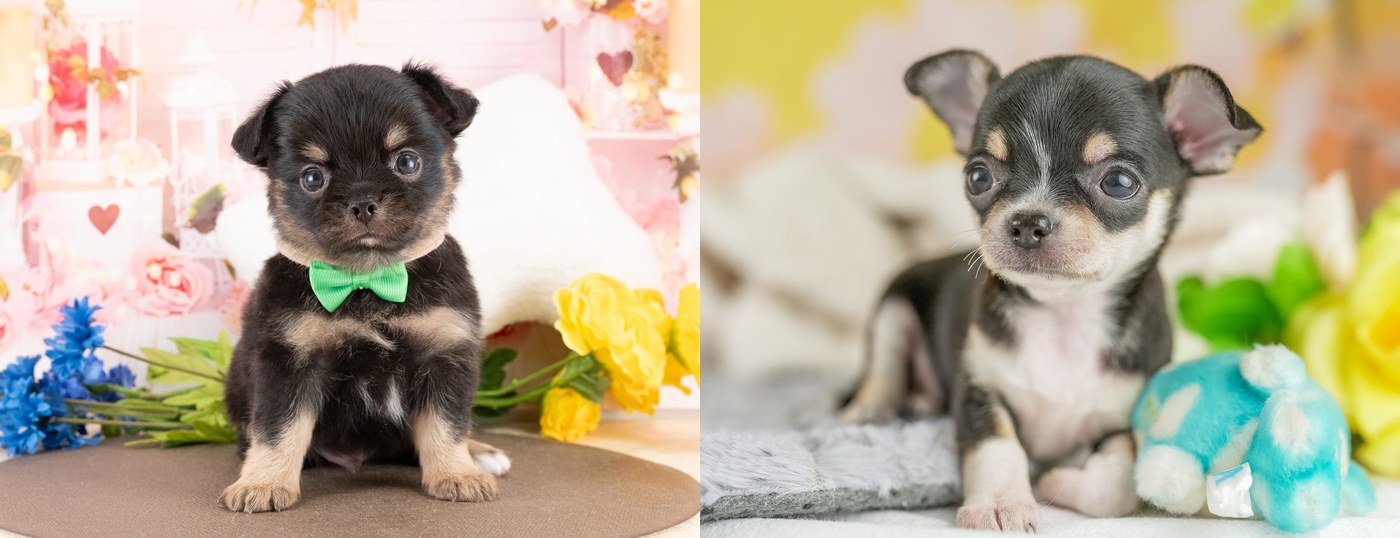 左はブラック＆タンのロングコートチワワの子犬、右はブラックタン＆ホワイトのスムースコートチワワの子犬。別々の2枚の写真を並べたもの