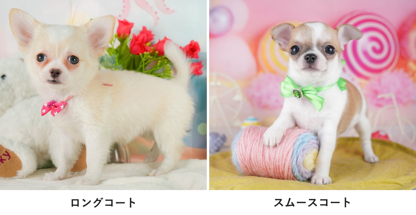 ふわっと毛の長いロングコートのチワワの子犬（左）と、毛の短いスムースコートのチワワの子犬（右）を並べた2枚の写真