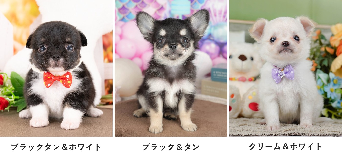 ブラックタン＆ホワイト、ブラック＆タン、クリーム＆ホワイトの3頭のロングコートチワワの子犬を並べた3枚の写真