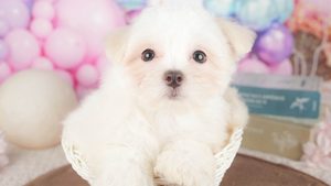 【2026】おとなしい犬の選び方｜吠えにくい犬種と見分け方
