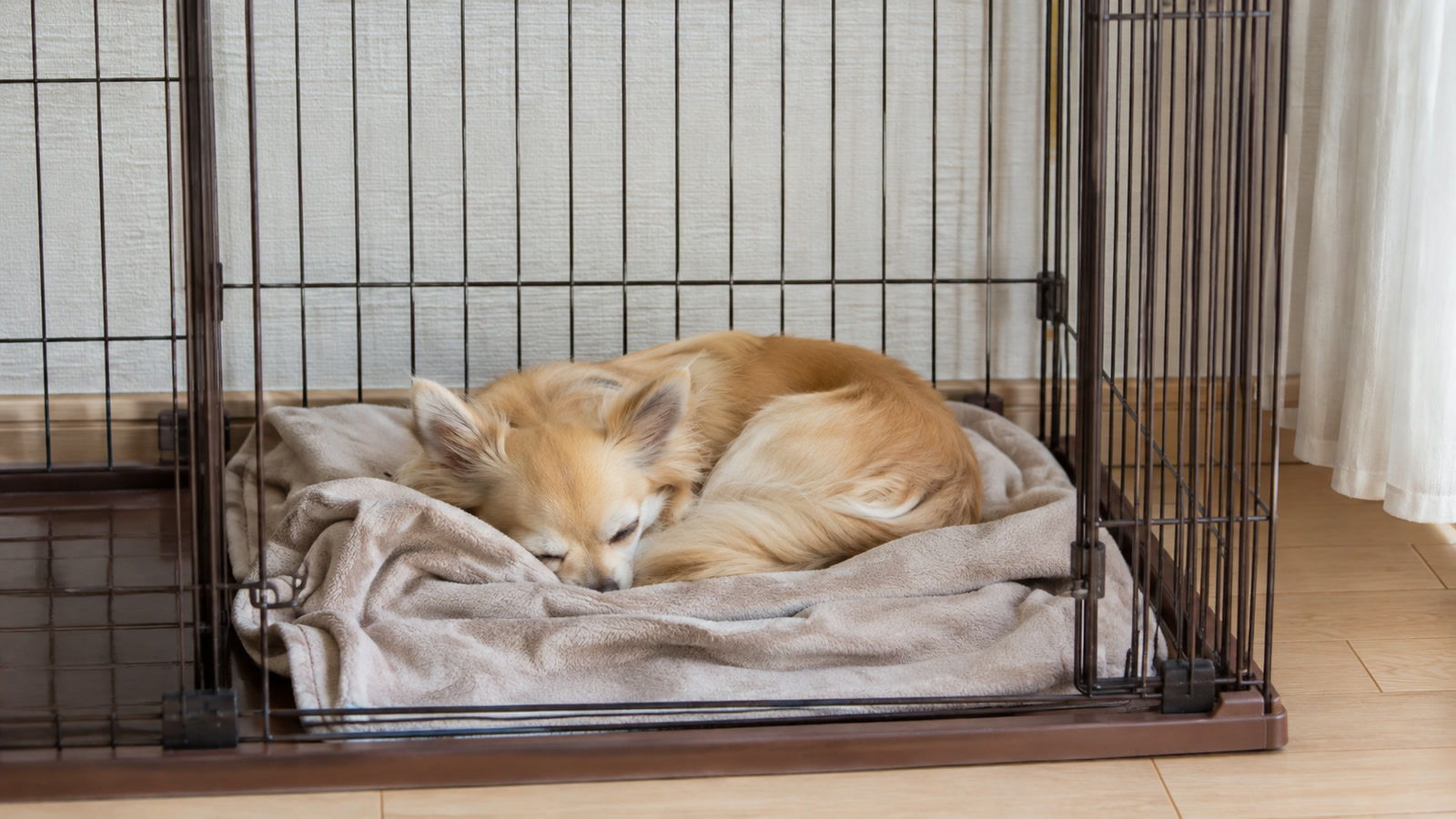 留守番中のケージの中で、毛布に丸まって眠っている小型犬の写真