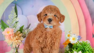 【2026】抜け毛が少ない犬の選び方｜小型・中型とカットのお金