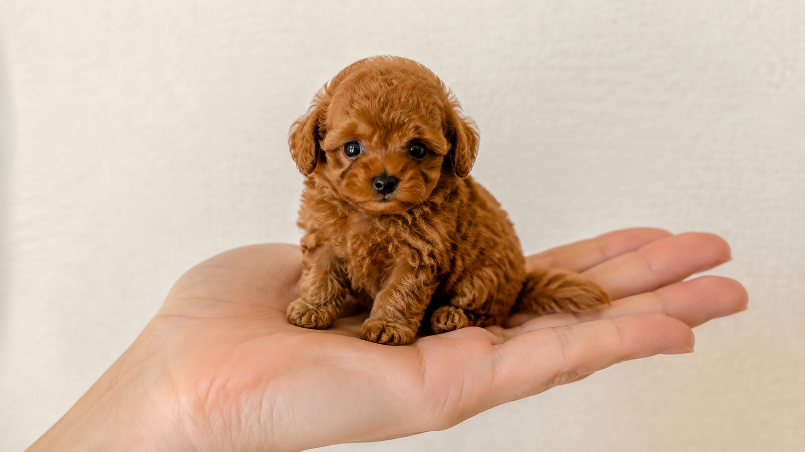 人の手のひらに収まるほど小さなプードルの子犬が座っている写真