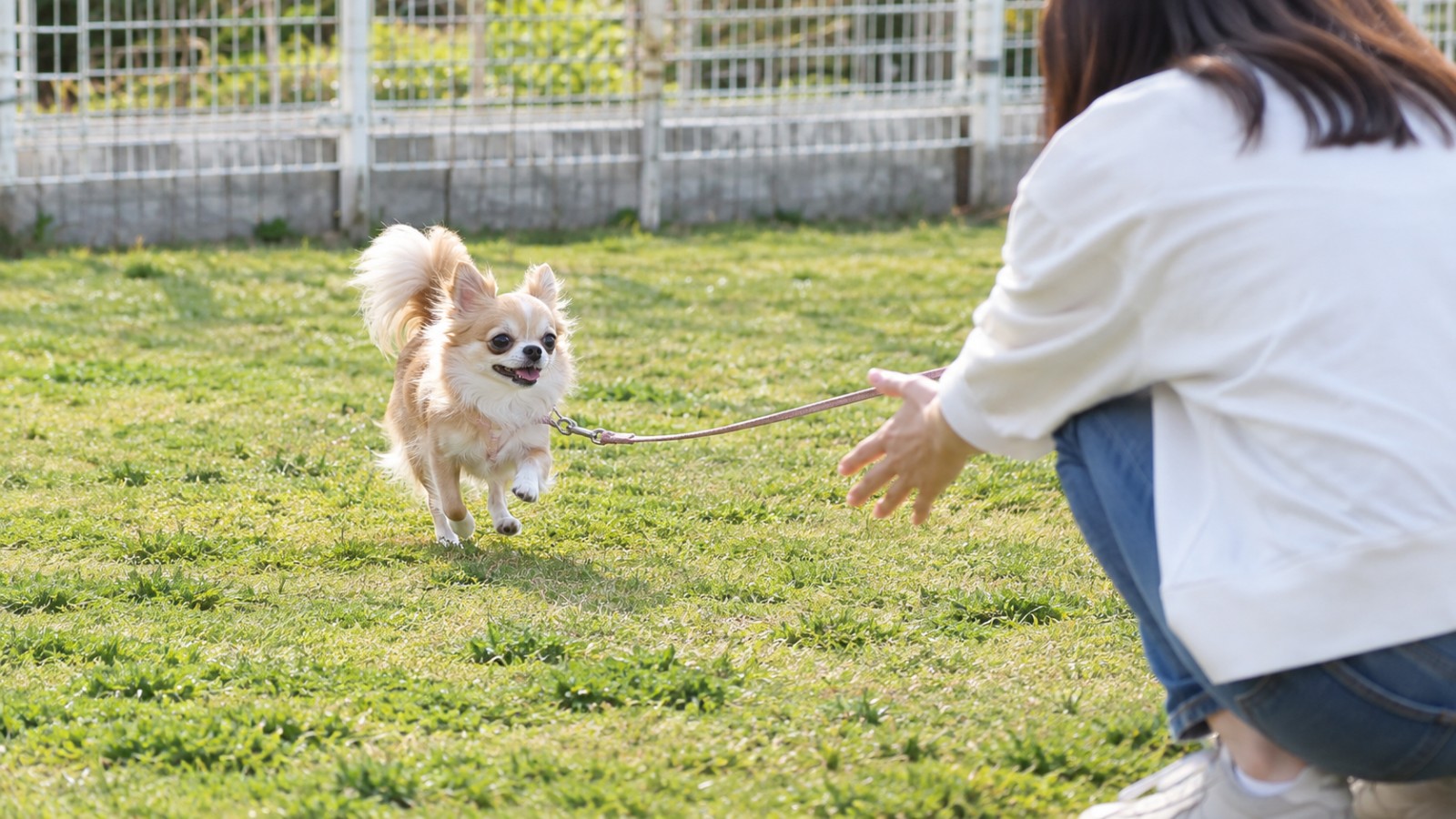 柵で囲まれたドッグランの芝生で、リードを付けたまま、呼ばれてしゃがんだ人のもとへ走ってくるロングコートチワワの写真