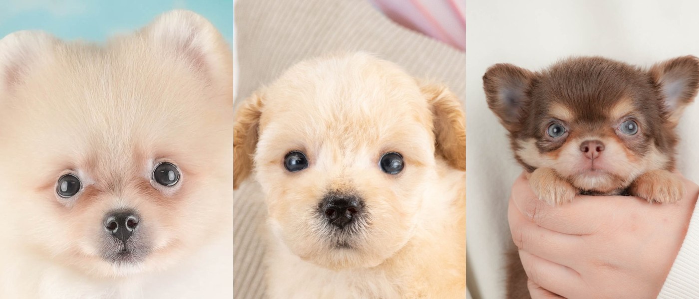 クリームのポメラニアン、アプリコットのトイ・プードル、チョコレート＆タンのチワワの子犬の顔を、別々の写真から横に並べた写真
