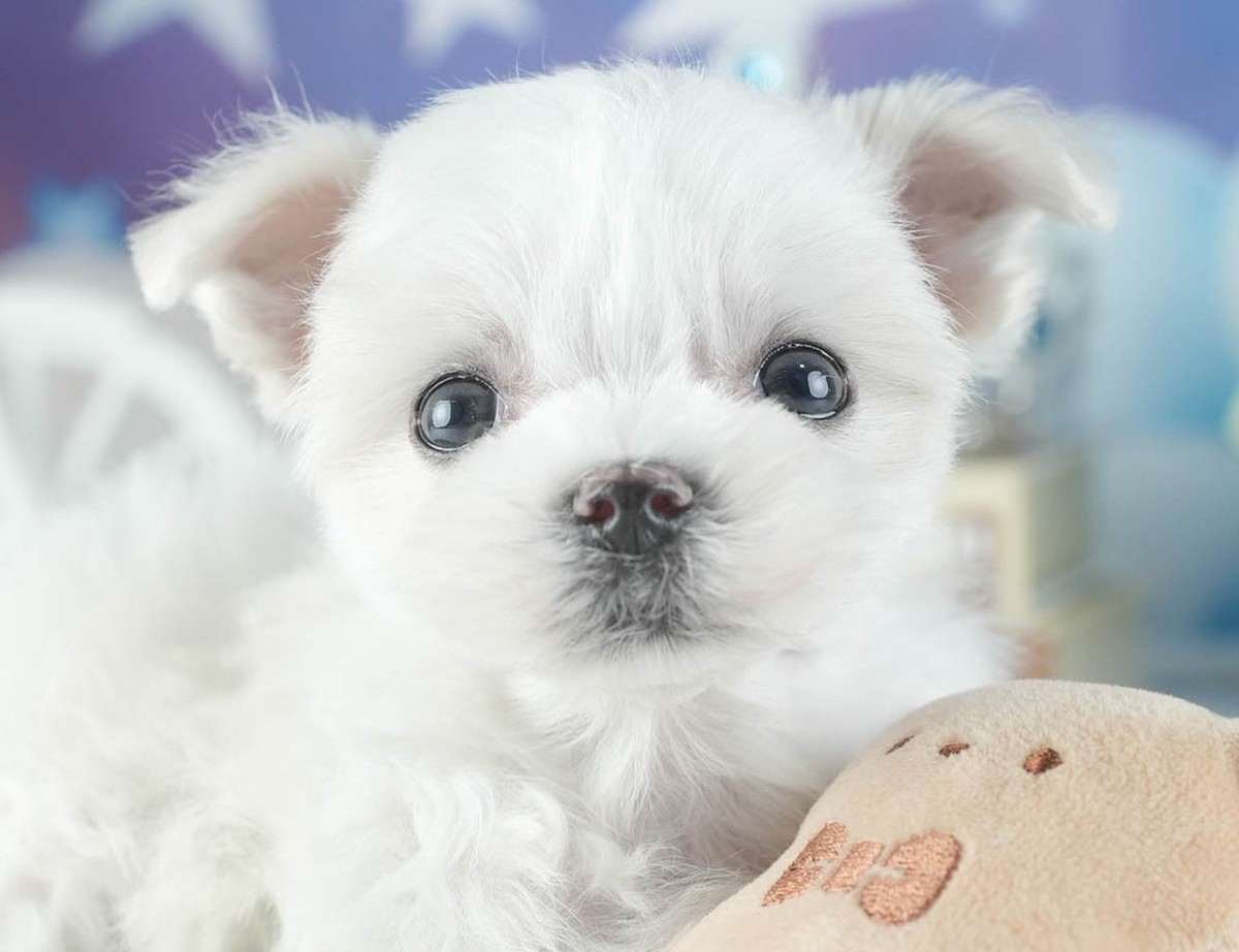 ぬいぐるみのそばで、こちらを見ている、真っ白な毛のマルチーズの子犬の顔の写真