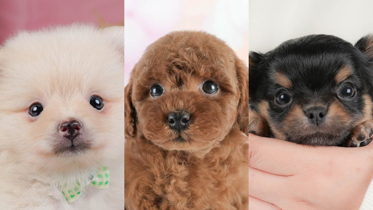 【2026】かわいい小型犬の種類｜見た目で選ぶ前に知ること