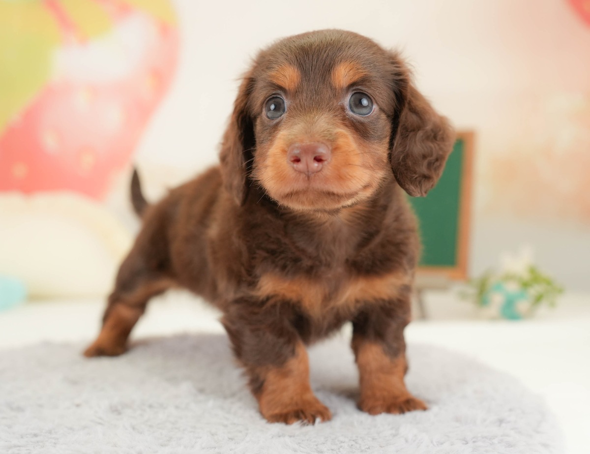 グレーのふわふわのマットの上に立ってこちらを見ている、チョコレートタンのカニンヘン・ダックスフンドの子犬の写真