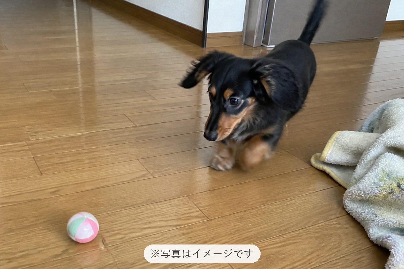 偶然お店に立ち寄った事がご縁で、お迎えすることになりました