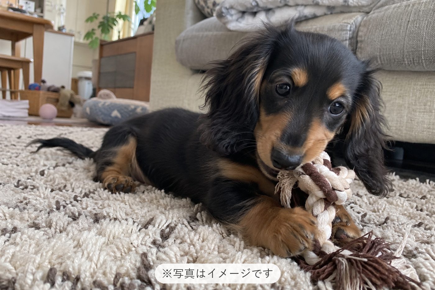 可愛いし、イタズラもするし毎日が幸せです
