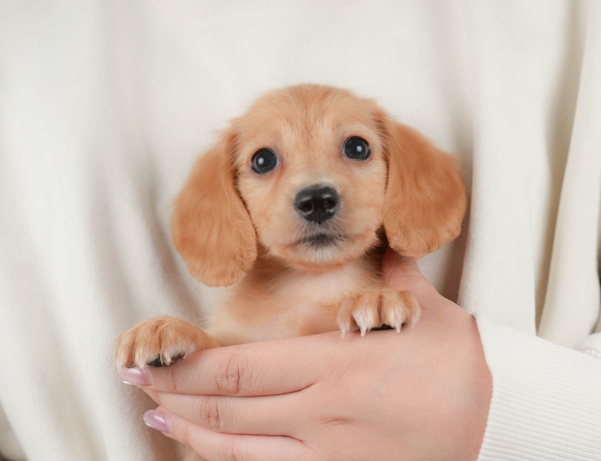 白いセーターの人の片手に抱えられている、ゴールドのミニチュア・ダックスフンドの子犬の写真。手にのる大きさ