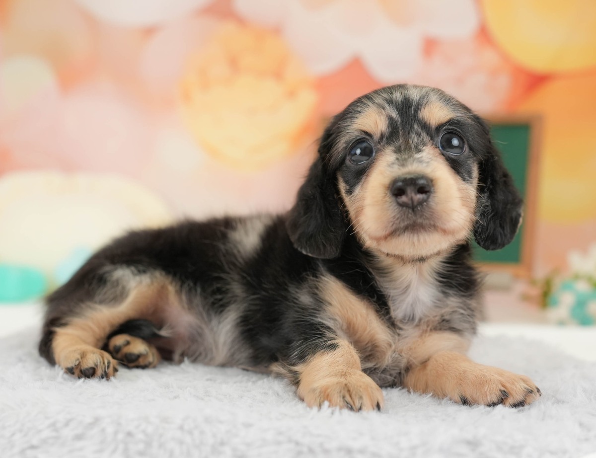 白いふわふわの敷物に伏せてこちらを見ている、シルバーダップルのカニンヘン・ダックスフンドの子犬の写真