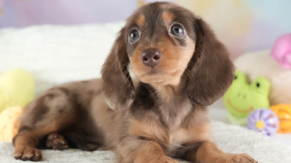 【2026】ミニチュアダックスの体重｜成犬は何キロ？子犬の育ち方