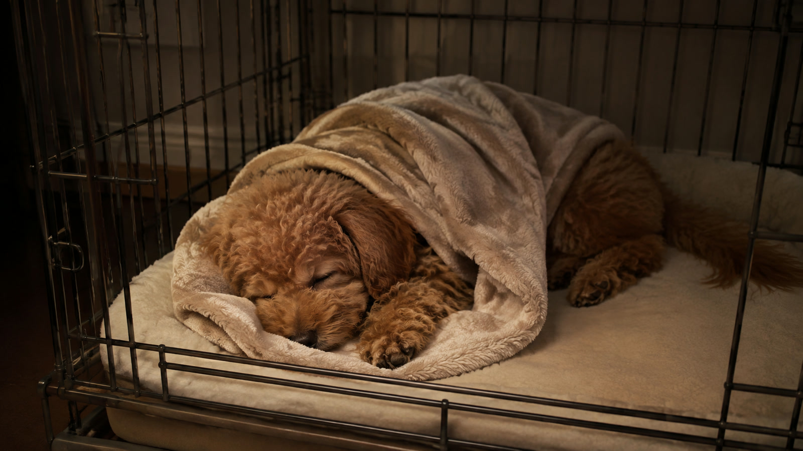 暗くした部屋のケージの中で毛布にくるまって眠っているトイプードルの子犬の写真