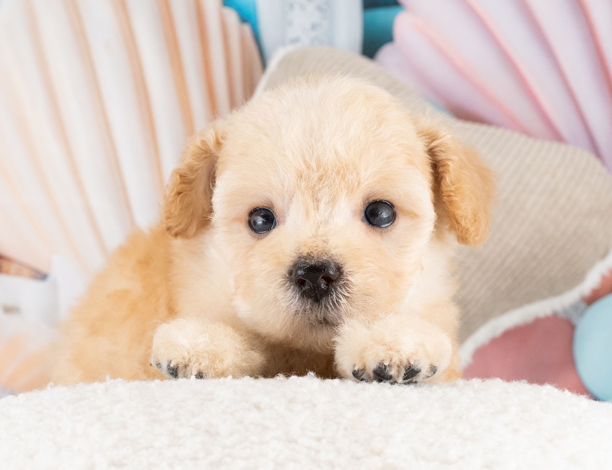 白いふかふかの台に前足をそろえて伏せている、アプリコットのトイ・プードルの子犬の写真