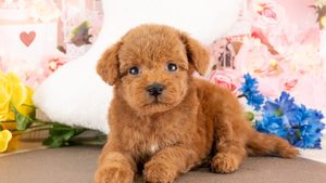【2026】犬の遺伝子検査とは？子犬を迎える前に確かめること