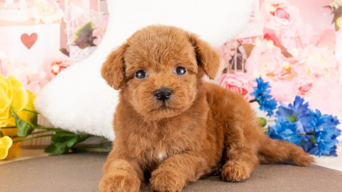 【2026】犬の遺伝子検査とは？子犬を迎える前に確かめること