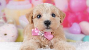 【2026】犬の寿命は何年？平均14.1歳と犬種別の一覧表