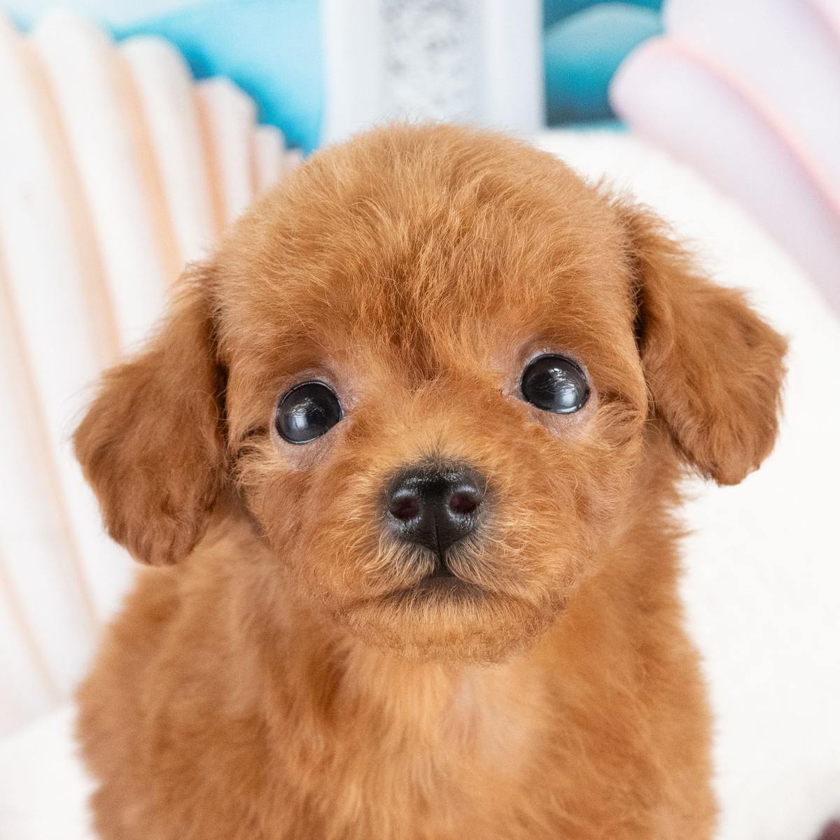 白い貝がらの飾りの前で、正面からこちらを見ている、レッドのトイ・プードルの子犬の顔の写真