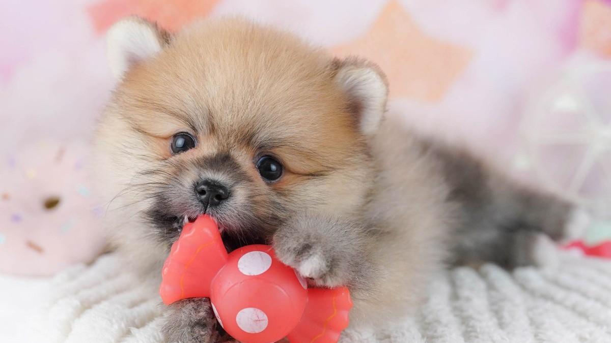 【2026】犬を飼うメリット・デメリット｜迎える前に考えること