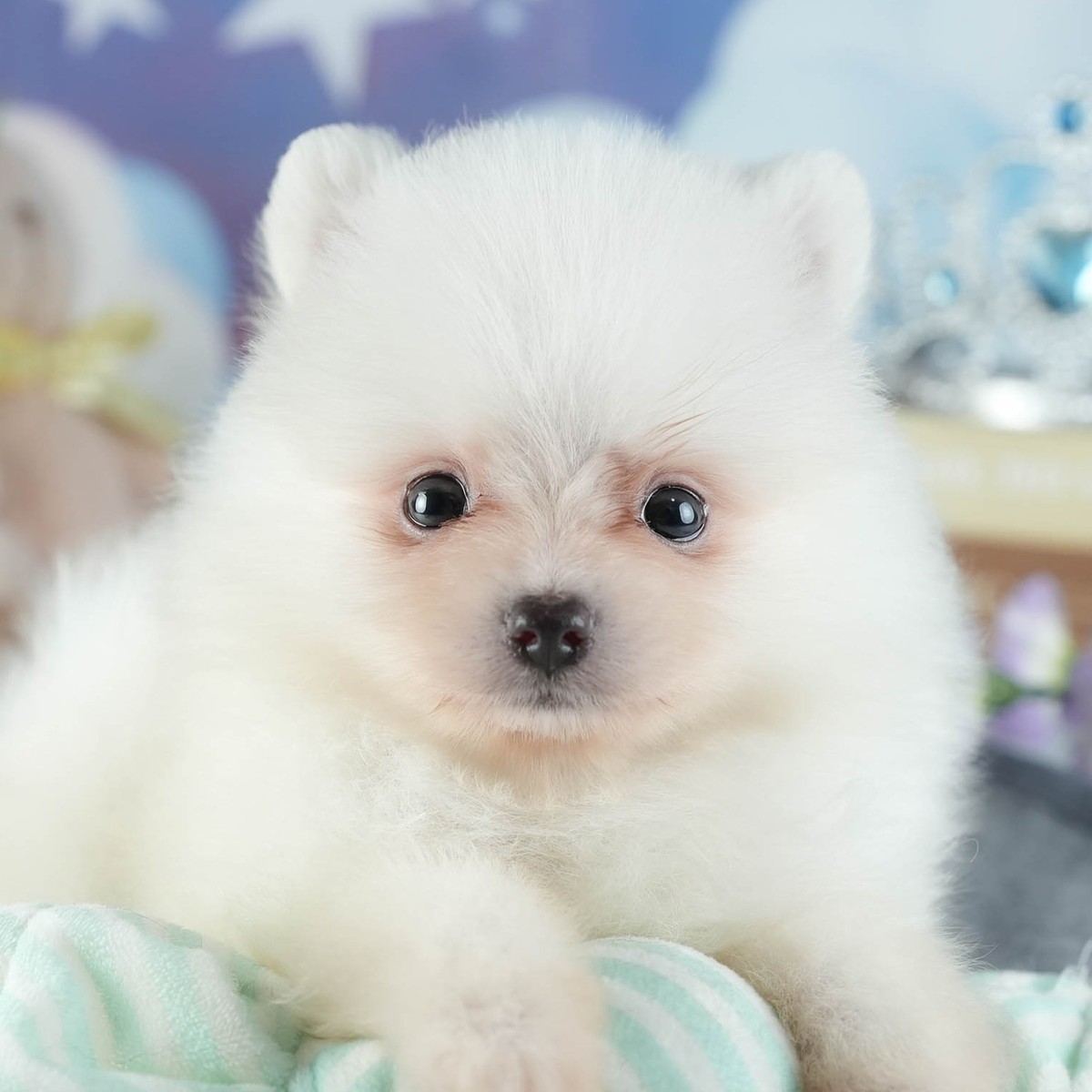 星の模様の背景の前で、正面を見ているホワイトのポメラニアンの子犬の顔の写真