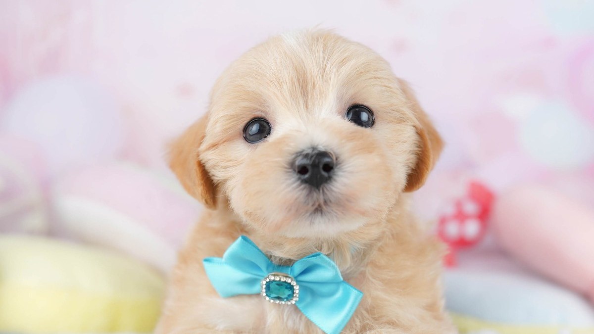 【2026】犬はオスとメスどっち？違いと子犬の選び方