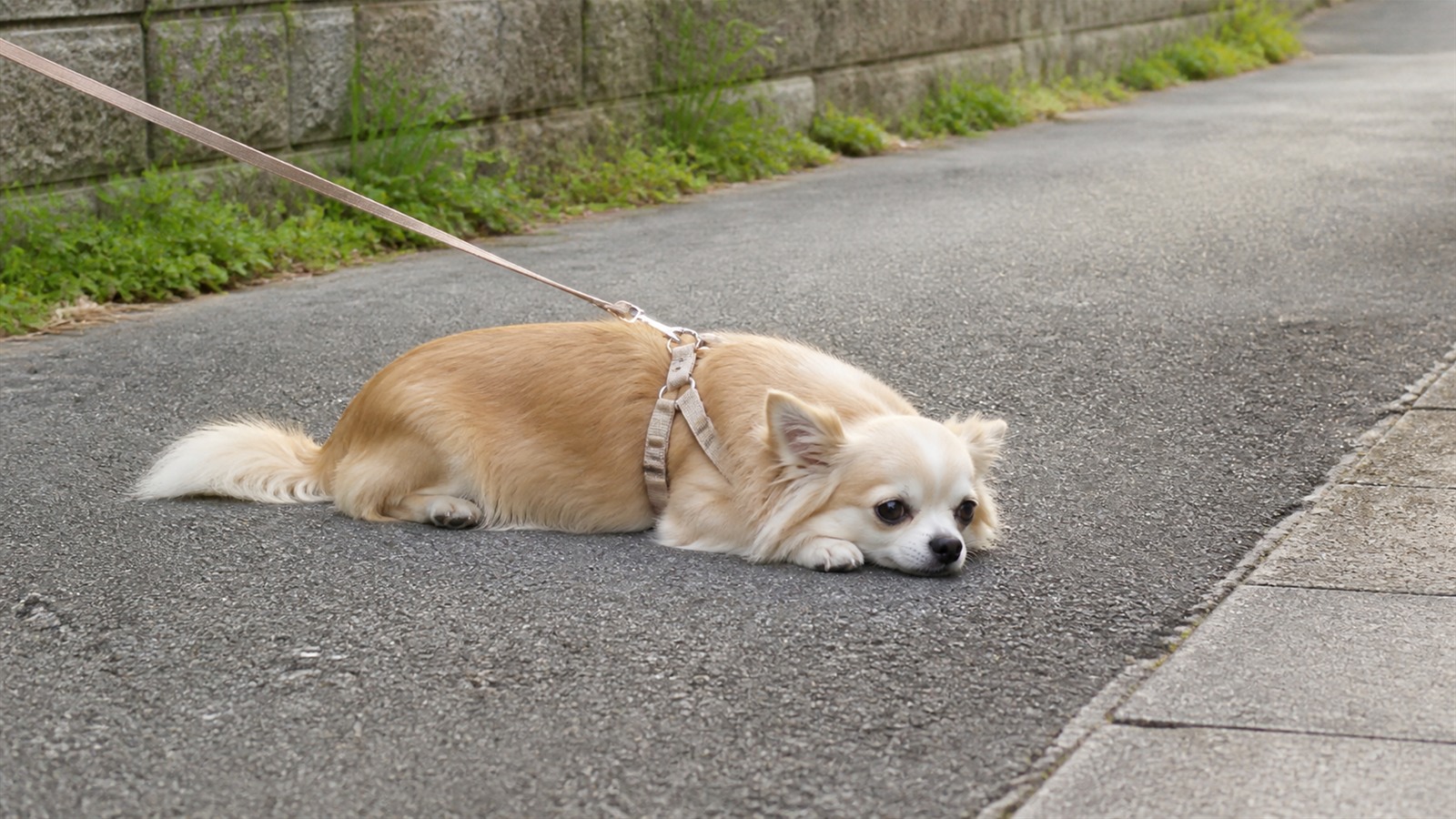 散歩の途中で歩道に伏せ、動かずにいる小型犬の写真