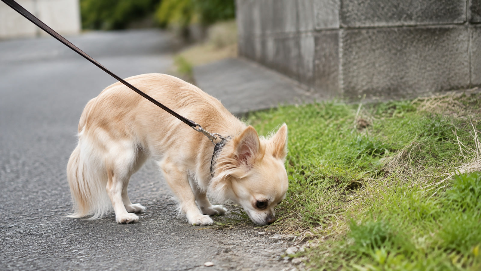 道の端で草のにおいを嗅いでいる小型犬の写真