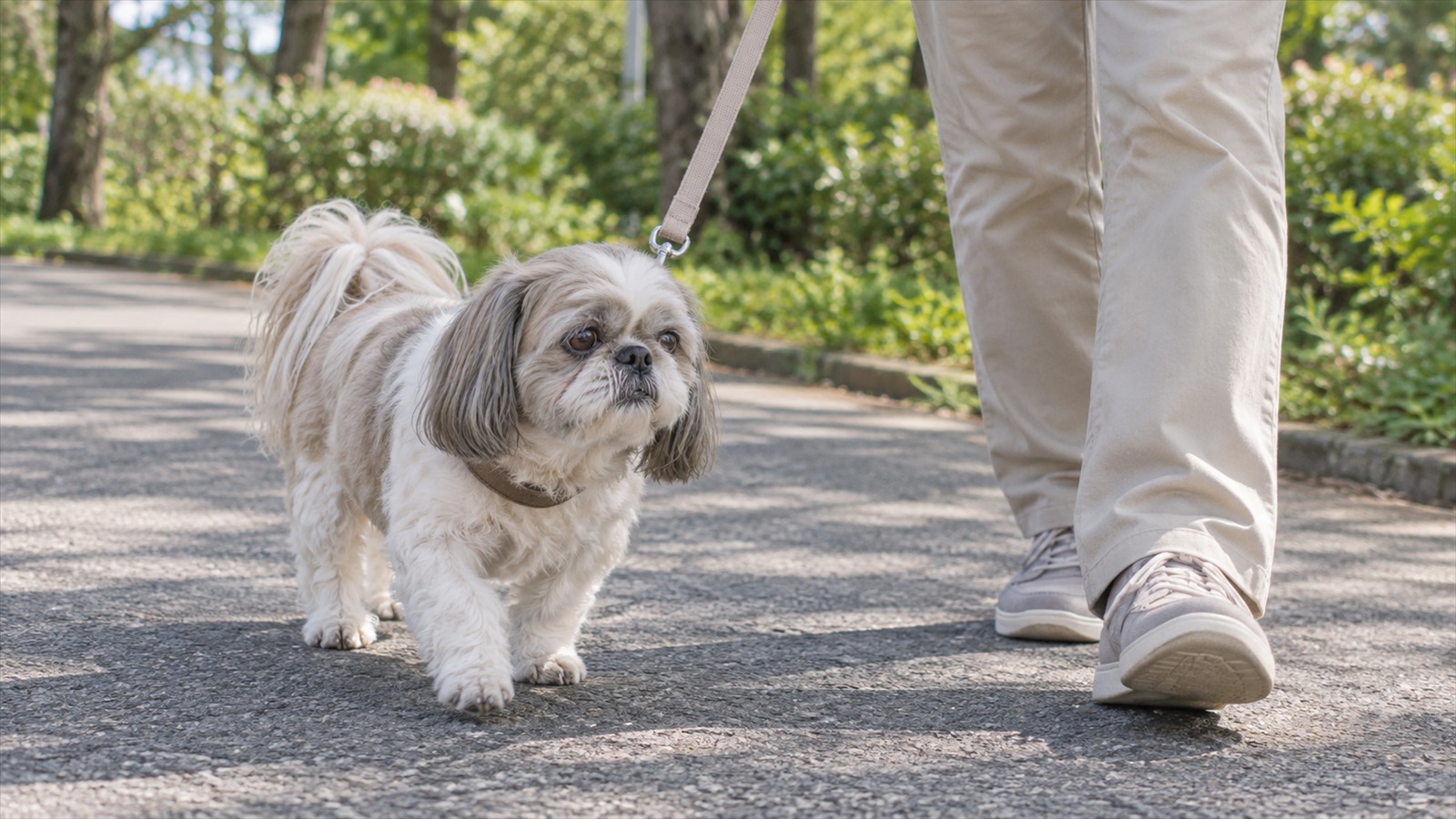 公園の平らな舗装路で、リードを付けたシニアのシーズーが、ゆっくり歩く人の横をゆっくり歩いている写真
