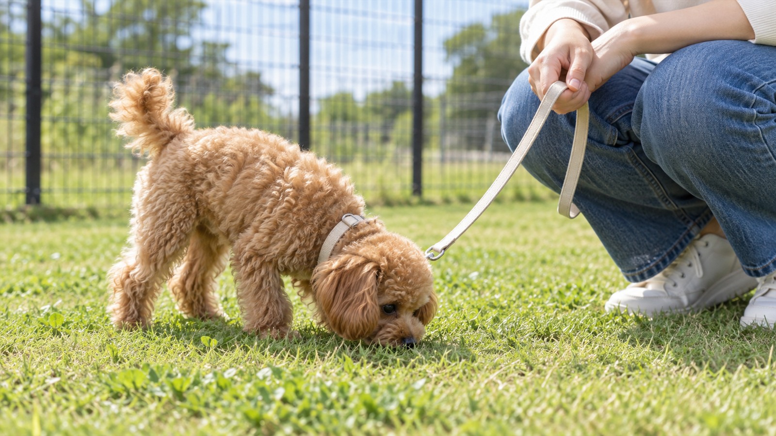 柵で囲まれたドッグランの芝生で、リードを付けたトイプードルの子犬が地面のにおいを嗅いでいて、そのそばにしゃがんだ飼い主がリードを短く持っている手元の写真