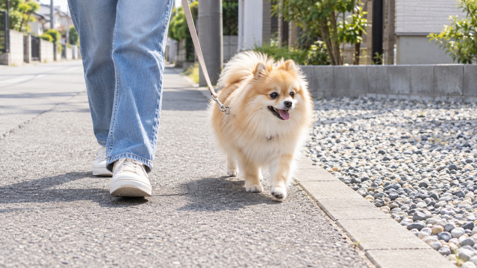 住宅街の歩道で、リードを付けたポメラニアンが飼い主の足元の横を歩いていて、砂利の敷かれた路肩から離れて舗装の上を進んでいる写真