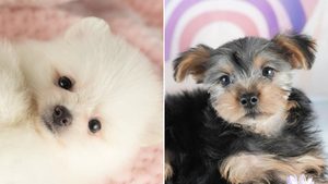 【2026】犬の値段はいくら？犬種別の一覧と決まり方