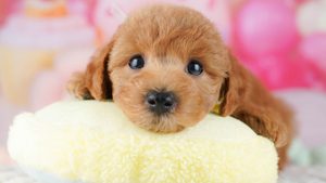 【2026】初心者に飼いやすい犬は？選ぶ前に見る6つと小型犬8種