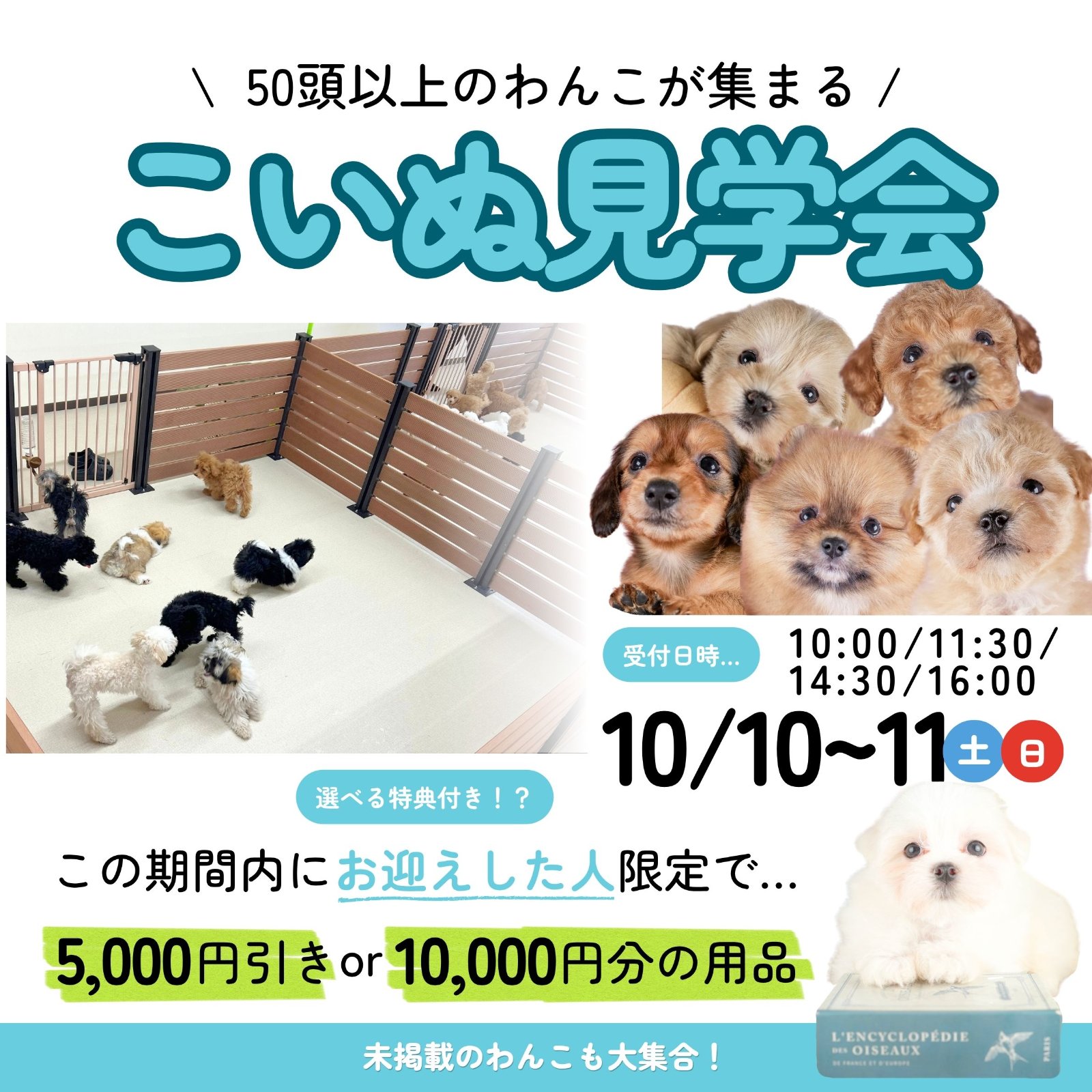 10/10(土)11(日)50頭以上集合！子犬見学会🐾