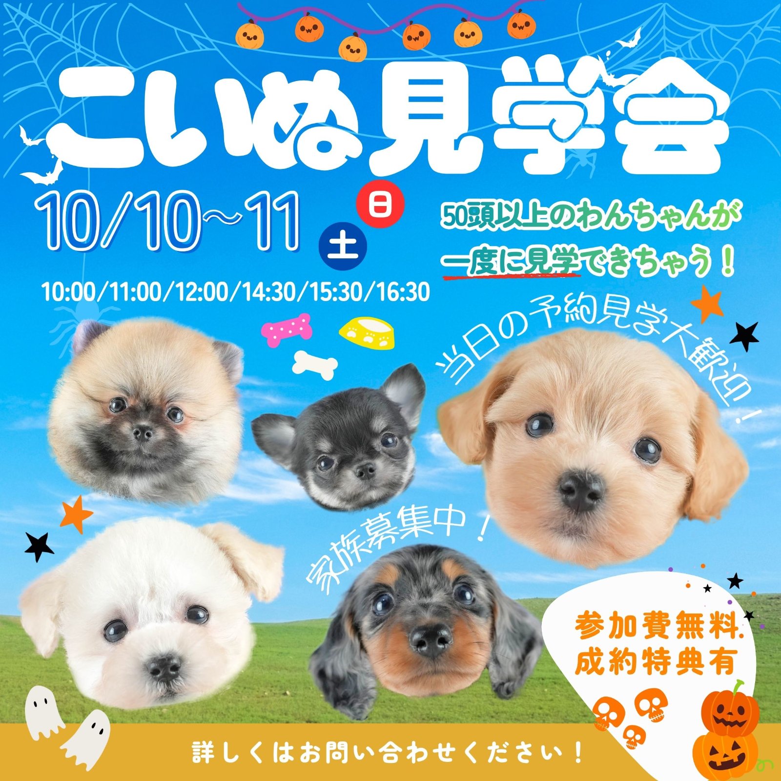 10/10㈯11㈰50頭以上が集まる大人気見学会✨ご予約受付中📧