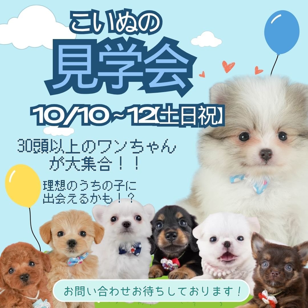 🎈10/10〜12子犬の見学会開催中🎉🐶