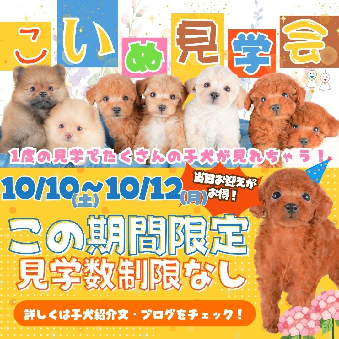 🐶10/10〜12開催！秋のこいぬ見学会🎈