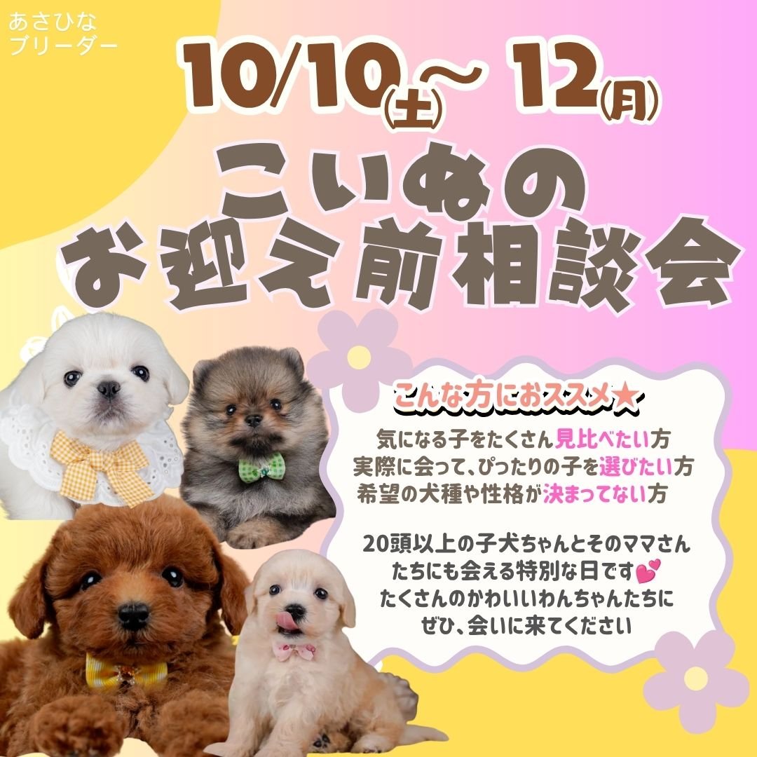 🐶10/10〜12子犬のお迎え前相談会🍁