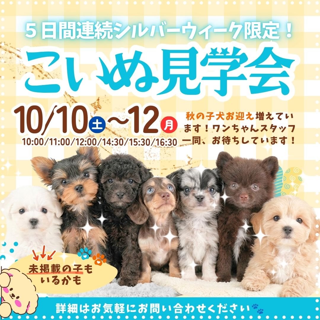 10/10.11.12限定🍂家族で行ける！こいぬ見学会🐾