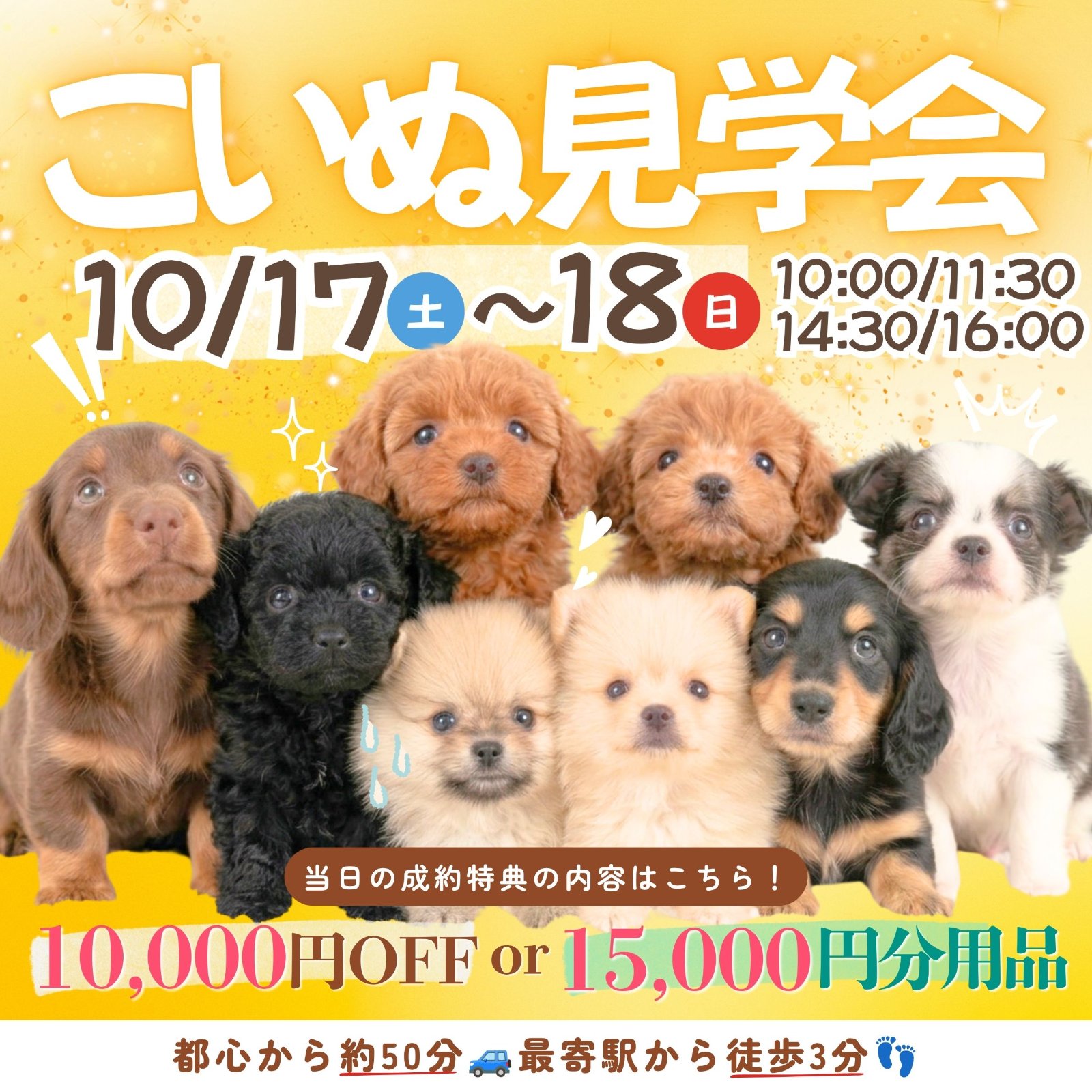 10/17(土)18(日)子犬の見学会🐾選べる成約特典🎁