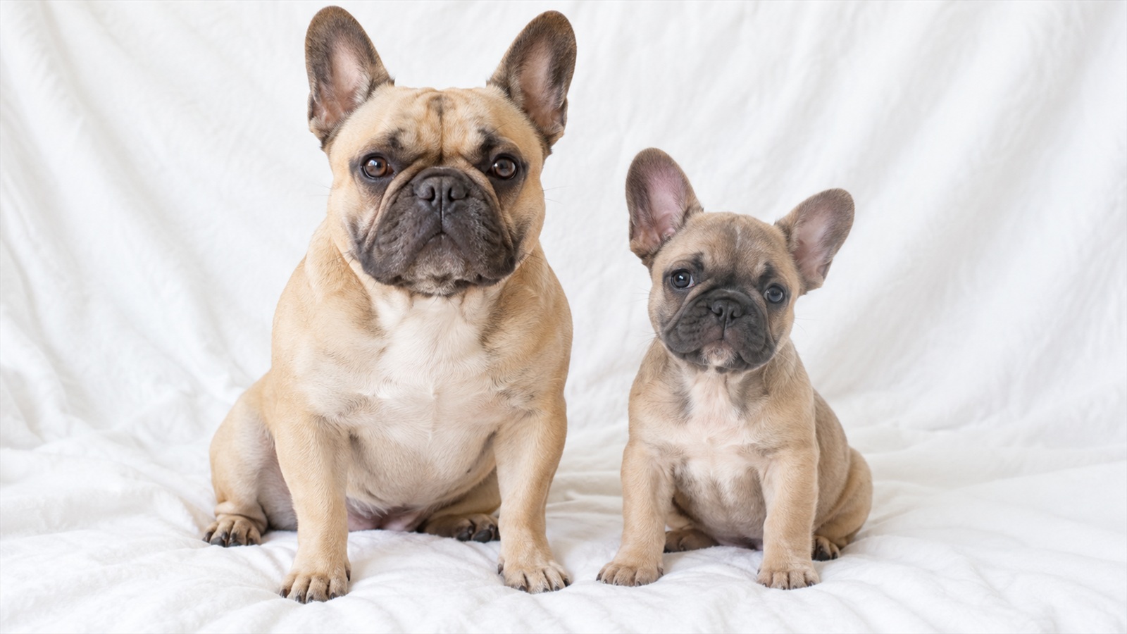 白い布の上で、フレンチブルドッグの成犬と子犬が並んで座って前を向いている写真。どちらも耳は生まれつき立っていて、しっぽは生まれつき短い。人は写っていない