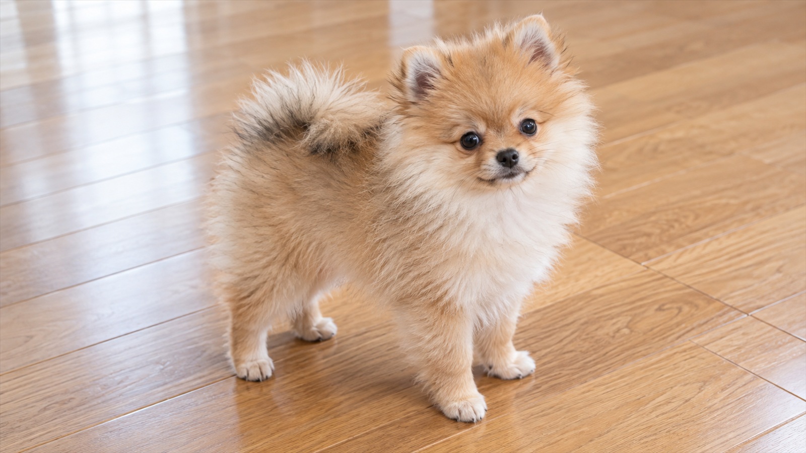 室内のフローリングに立っている、生後3か月ほどのポメラニアンの子犬の写真。人は写っていない