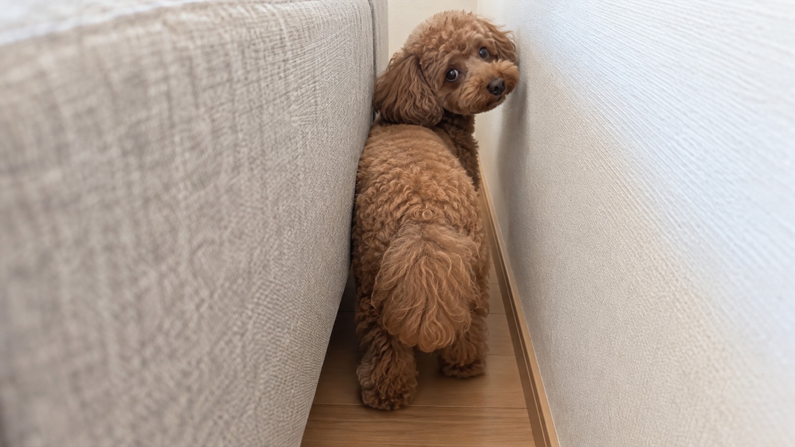 ソファの裏の狭いすき間に体を入れて、こちらを振り返っている茶色のトイプードルの写真