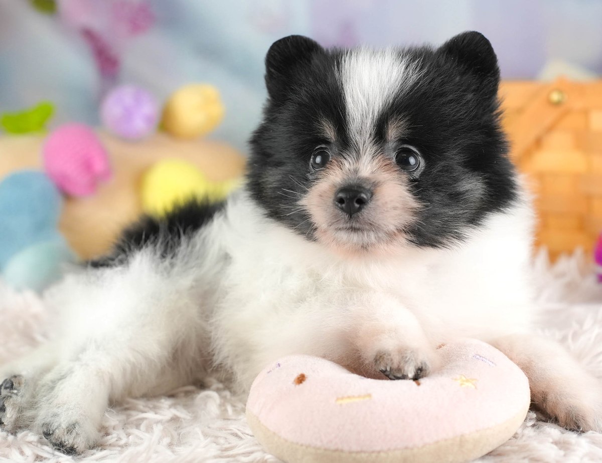 ドーナツのぬいぐるみに前足をのせて伏せている、ブラックタン＆ホワイトのポメラニアンの子犬の写真
