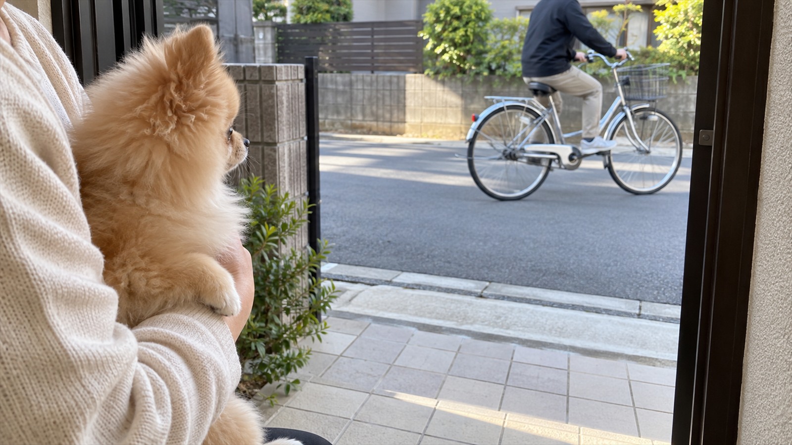 玄関先で、人の腕に抱っこされたポメラニアンの子犬が、家の前の道を通る自転車のほうを見ている写真