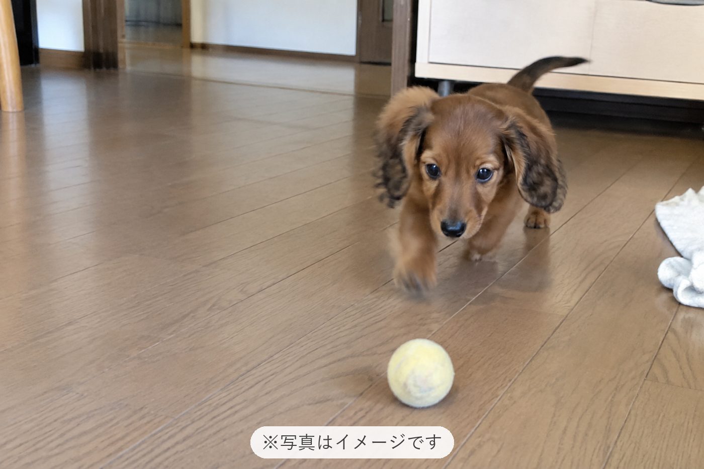 レオンをお迎えしてから毎日楽しく過ごしています😊