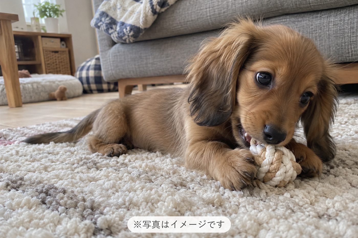 感情表現が豊かで可愛く毎日がとても楽しいです